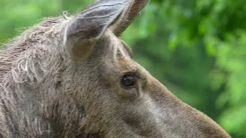 Moose watching around closeup 스톡 동영상 198006268
