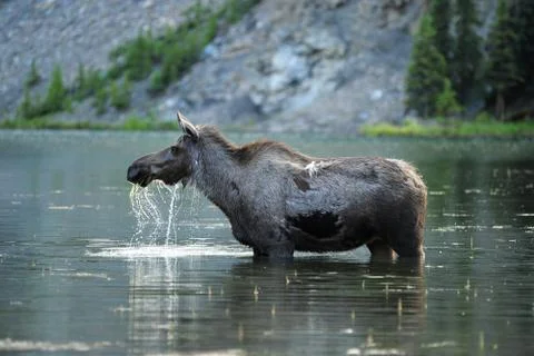 Moose in water Stock Photos