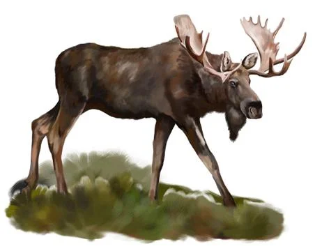 Moose on white background Stock-Illustration