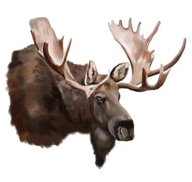 Moose on white background Stock-Illustration