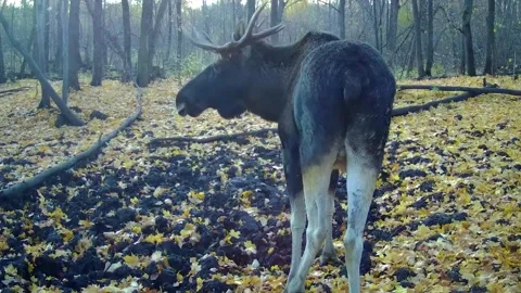 Moose in the wild on a camera trap, moose horns and head, animal observation Stock Footage 242864186