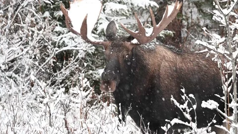 Moose in the wild Stock Footage 151031475