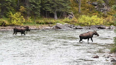 Moose in the wild Видео 151038470