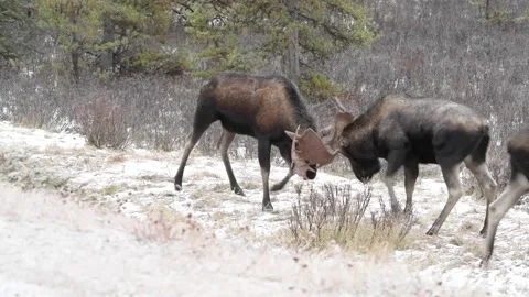 Moose in the wild Stock Footage 151038851