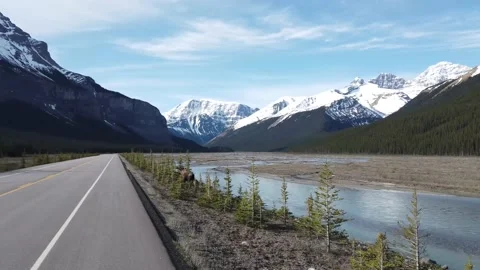 Moose in the wild Видео 151039685