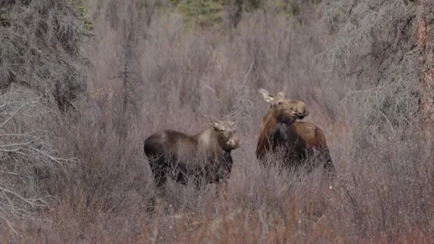 Moose in the wild Stock Footage 308667909