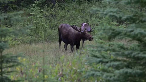Moose in the wild Stock Footage 328366023