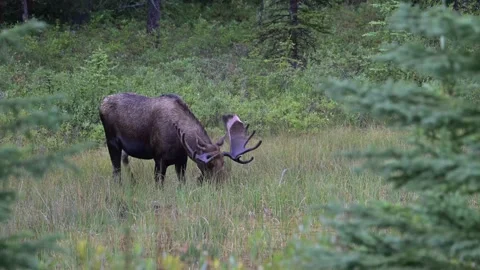 Moose in the wild Stock Footage 328366032