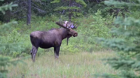 Moose in the wild Stock Footage 328366034
