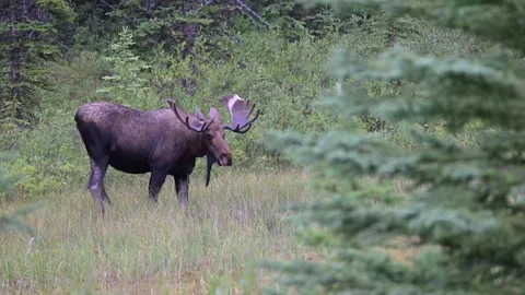Moose in the wild Stock Footage 328366041