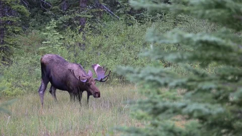 Moose in the wild 스톡 동영상 328366105