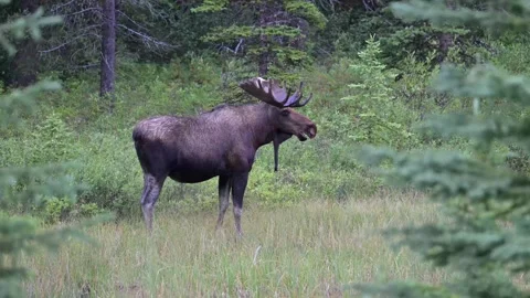 Moose in the wild Видео 328366120