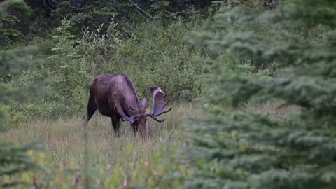Moose in the wild Stock Footage 328366184