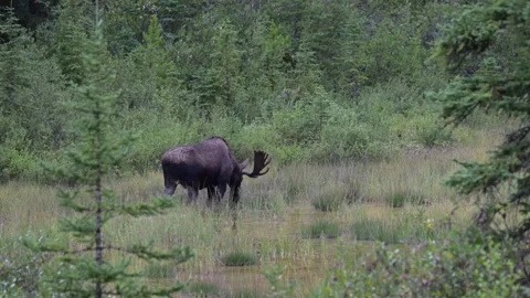 Moose in the wild Stock Footage 328366192
