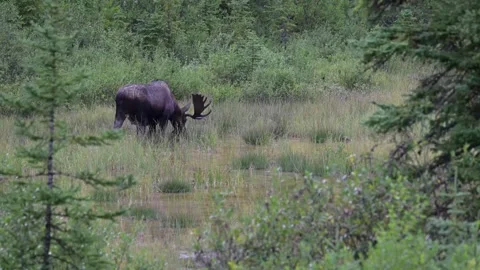 Moose in the wild Stock Footage 328366195