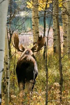 Moose in the Wild Stock Photos