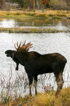 Moose in the Wild Stock Photos