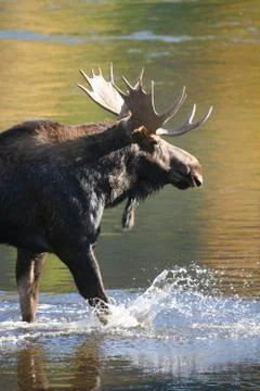 Moose in the Wild Stock Photos