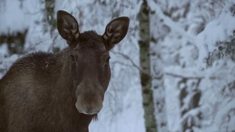 Moose. winter 2 realtime Stock Footage 78163880