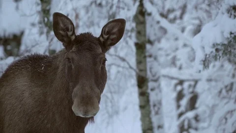 Moose. Winter 2 slow motion Video stock 78163950