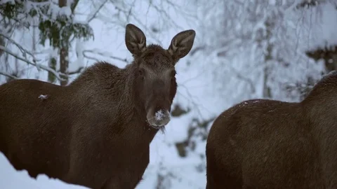 Moose. Winter 3 Stock Footage 78163877