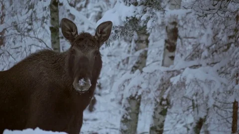 Moose. Winter 4 Vídeos de archivo 78163901