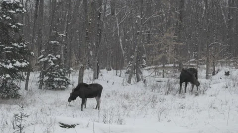 Moose in winter Stock Footage 59298672