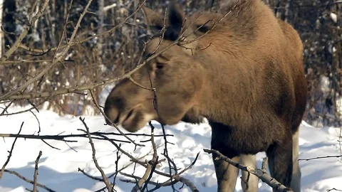 Moose in winter Stock Footage 82836133