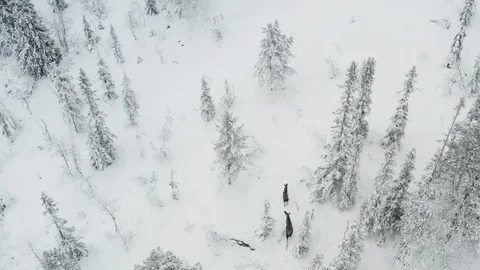 Moose in the winter forest Vídeo Stock 100878251