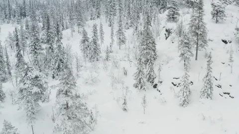 Moose in the winter forest Stock Footage 100879592