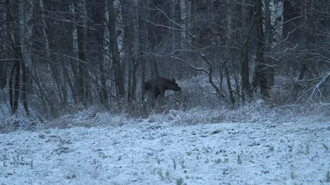 Moose in the winter forest Stock Footage 291316100
