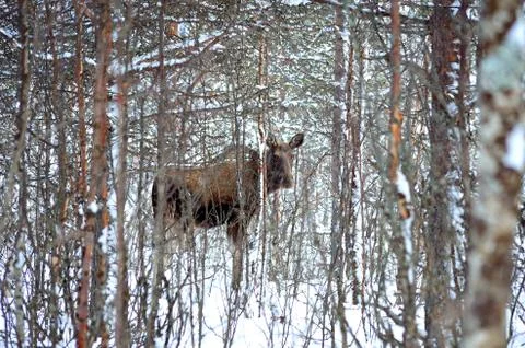 Moose in winter forest Stock Photos