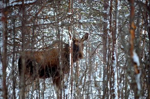 Moose in winter forest Stock Photos