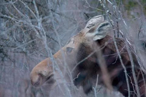 Moose in Winter Stock Photos