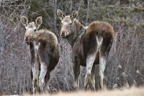 Moose in Winter Stock Photos