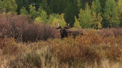 A moose in Wyoming 스톡 동영상 72572054