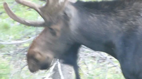 Moose XCU.mp4 Stockbeeldmateriaal 25674090