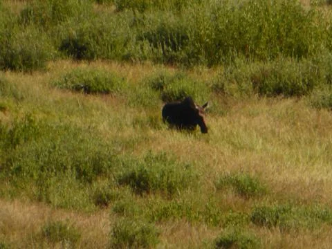 Moose in Yellowstone National Park Stock Photos