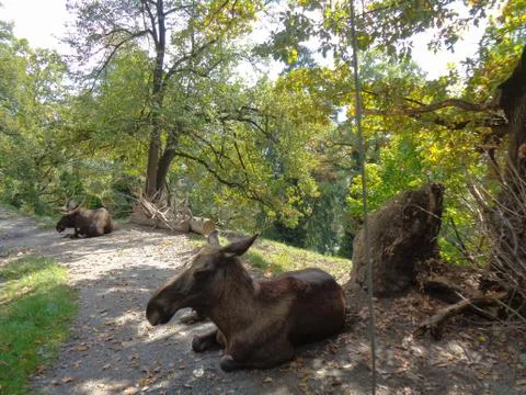 Moose at the Zoo Stock Photos