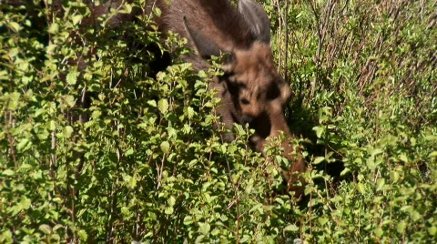 Moose - zoom out Stock Footage 82453