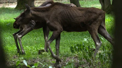 Mooses goes through the forest Stock Footage 91940513