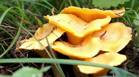 Mooshroms Stock Footage 10610415