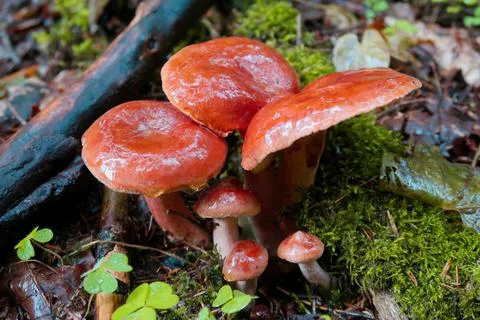 Mooshrooms Foto stock