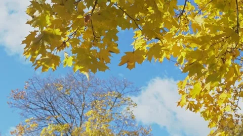 Mooving on wind autumn maple leaves against clear blue sky. Stock Footage 253028322