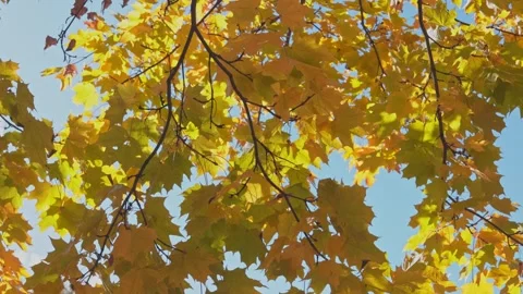 Mooving on wind autumn maple leaves against clear blue sky, slow motion Stock Footage 253028401