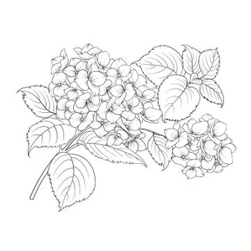Mop head of hydrangea flower isolated over white. Stock Illustration