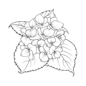 Mop head of hydrangea flower isolated over white. Stock Illustration