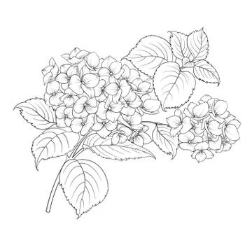 Mop head of hydrangea flower isolated over white. Stock Illustration
