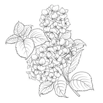 Mop head of hydrangea flower isolated over white. Stock Illustration