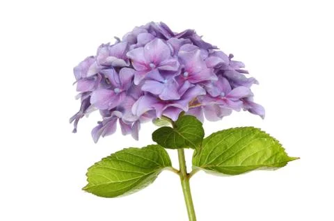 Mop head hydrangea Stock Photos